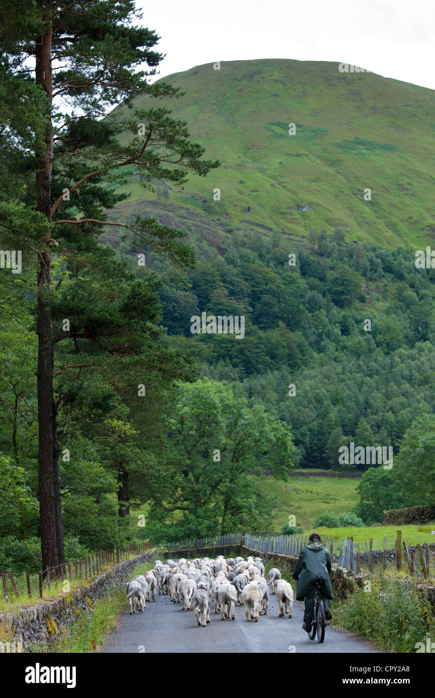 Herdwick Schafe Hirte von Westhead Farm von Thirlmere in Lake District National Park, Cumbria, England Stockfoto