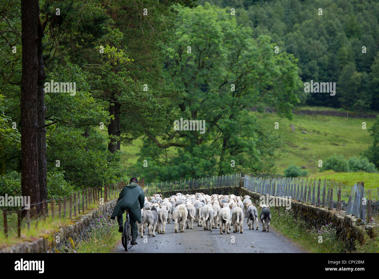 Herdwick Schafe Hirte von Westhead Farm von Thirlmere in Lake District National Park, Cumbria, England Stockfoto