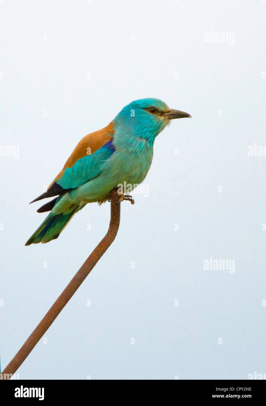 Walze (Coracias Garrulus) sehr seltene MIGRANT Vogel. WAR DER EINZIGE IM VEREINIGTEN KÖNIGREICH IM JAHR 2012 Stockfoto