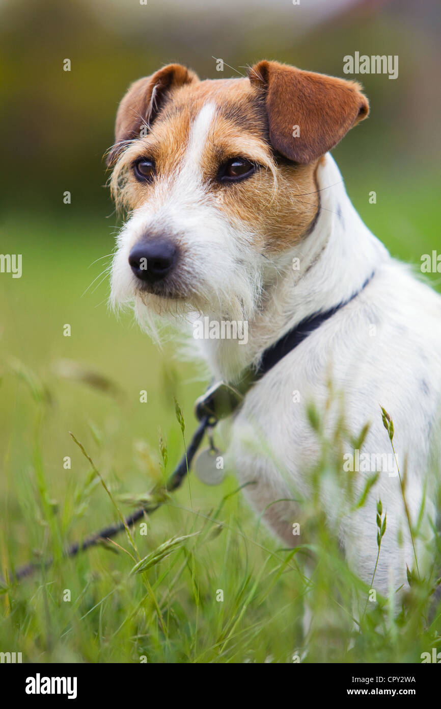 Eine junge Jack Russell Terrier an der Leine saß lange Gras Stockfoto