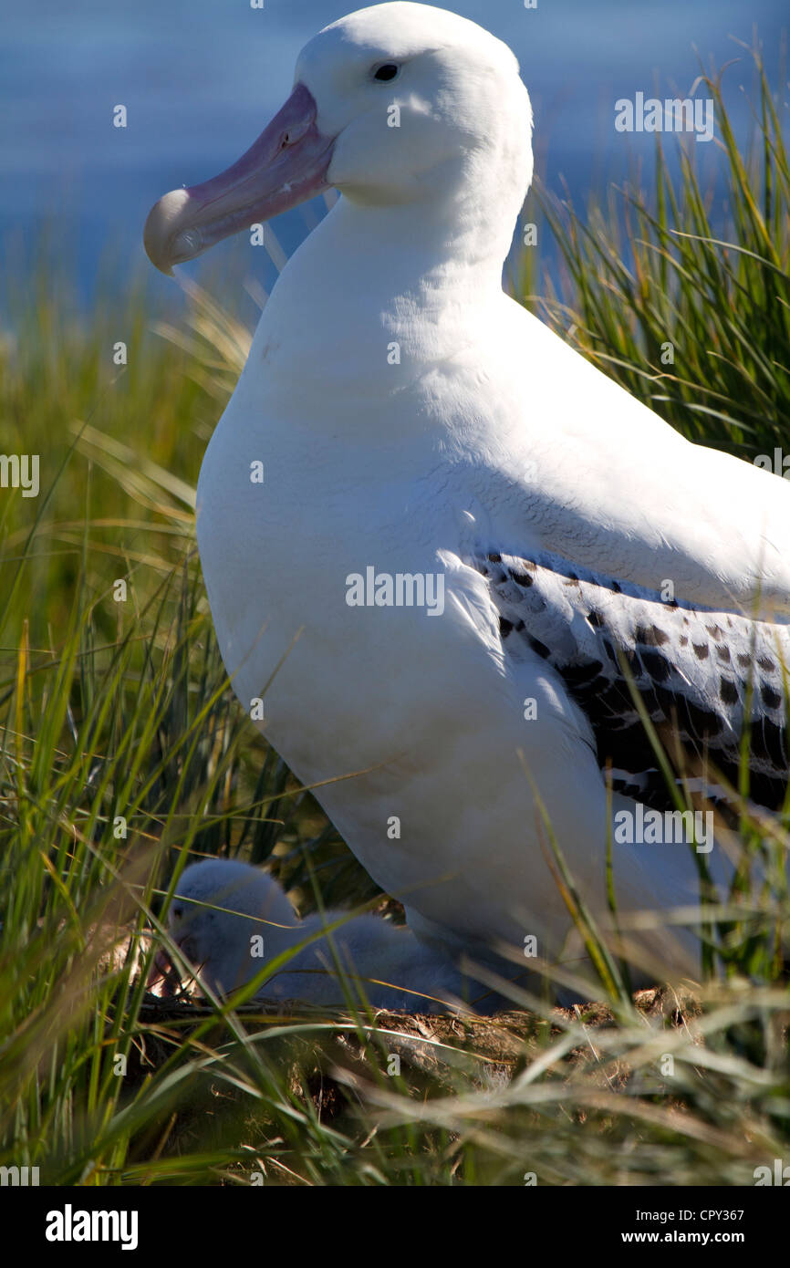 Erwachsenen Royal Albatros mit Küken im Nest, Prion Island, Süd-Georgien Stockfoto