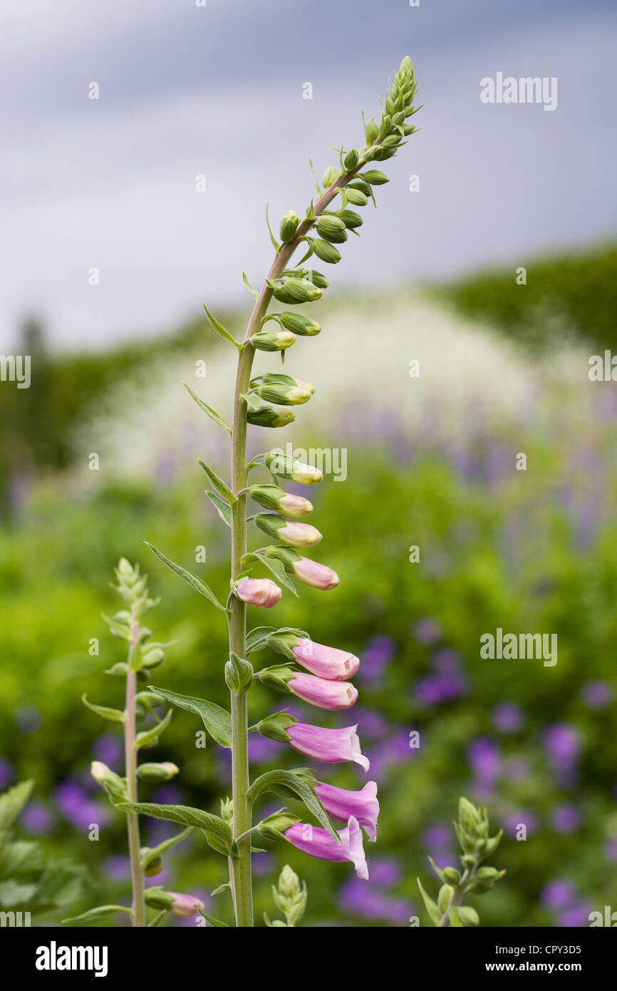 Digitalis Purpurea. Gemeinsamen Fingerhut Spike gegen einen stürmischen Himmel. Stockfoto