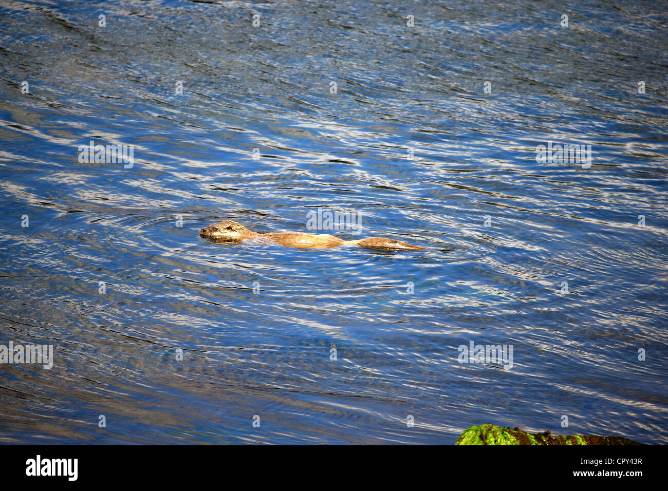 Otter Schwimmen im Meer an der Westküste Schottlands Stockfoto