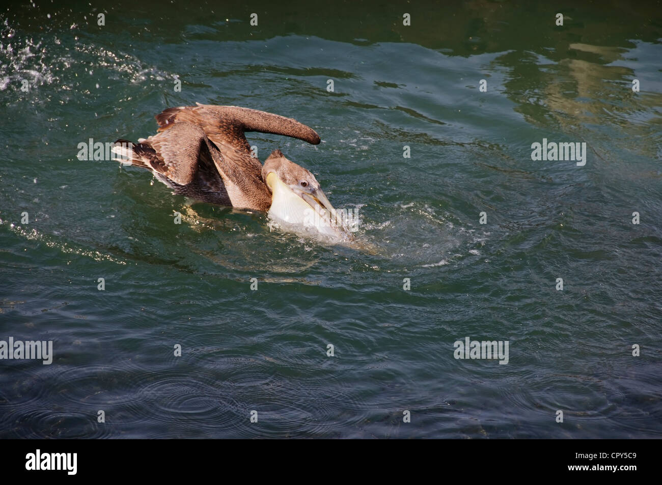 Ein Pelikan füllt seine unbefiederten Kehlsack mit Fisch und Salzwasser, wie er in der Bucht von Banderas in Nayarit Mexiko stürzt. Stockfoto