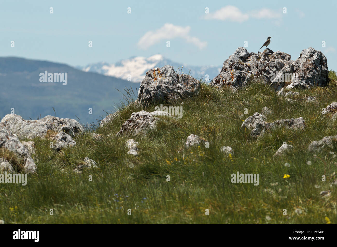 Vogel sitzend auf einem Stein in der Nähe von Col de Mente, Haute Garonne, Frankreich. Stockfoto