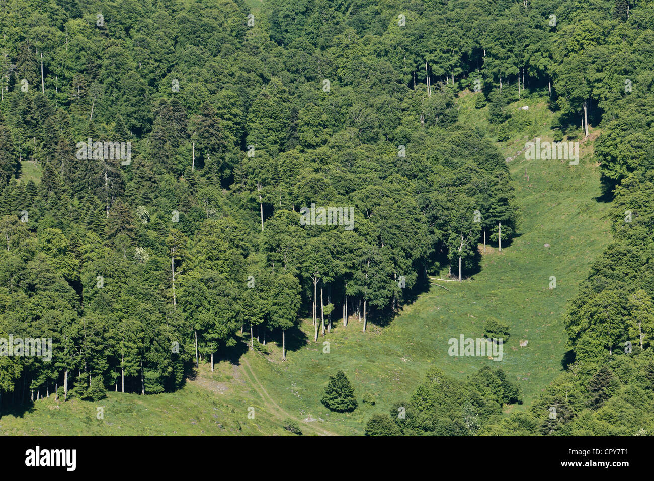 Reinigung und sommergrünen Wald gesehen vom Gipfel des Mount Cagire. Stockfoto
