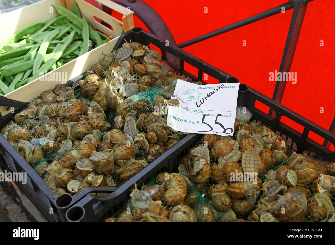 Leben Sie Schnecken zum Verkauf an Lenno Markt, Comer See, italienische Seen, Italien Stockfoto