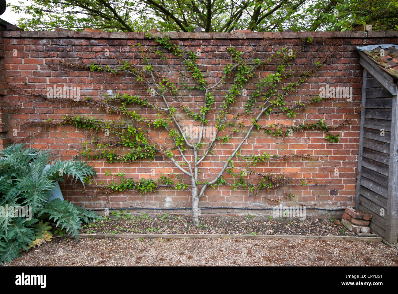 Ventilator ausgebildet Kirschbaum wächst gegen eine Gartenmauer Stockfoto