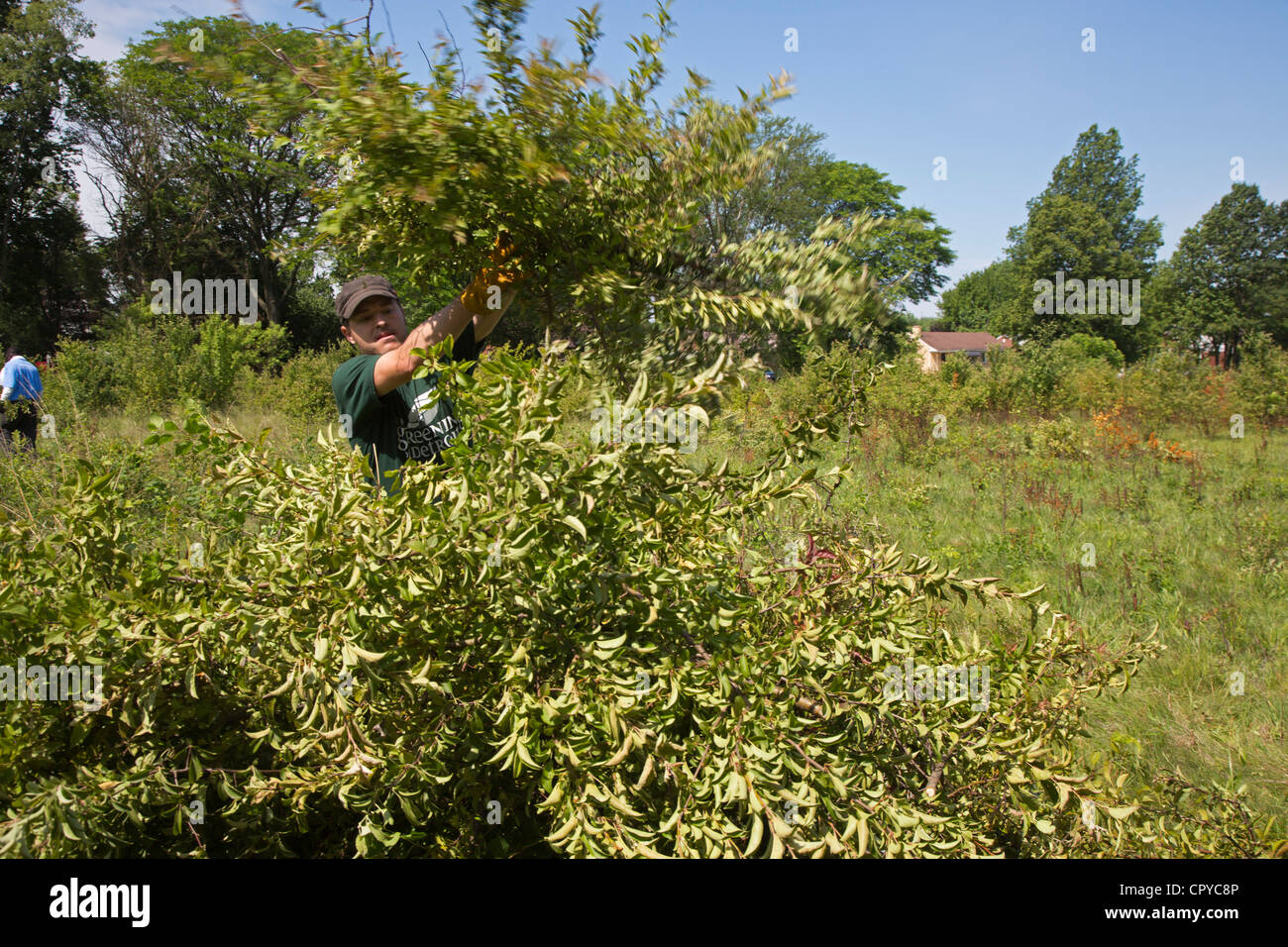 Freiwillige entfernen Sie invasive Sanddorn aus Prärie Lebensraum. Stockfoto