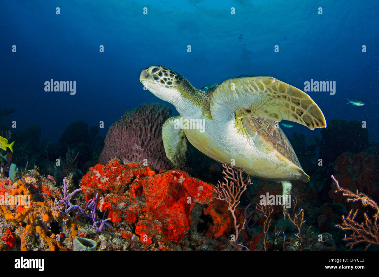 Dies ist ein Foto habe ich von einer grünen Meeresschildkröten, schwimmen entlang des Riffs. Stockfoto