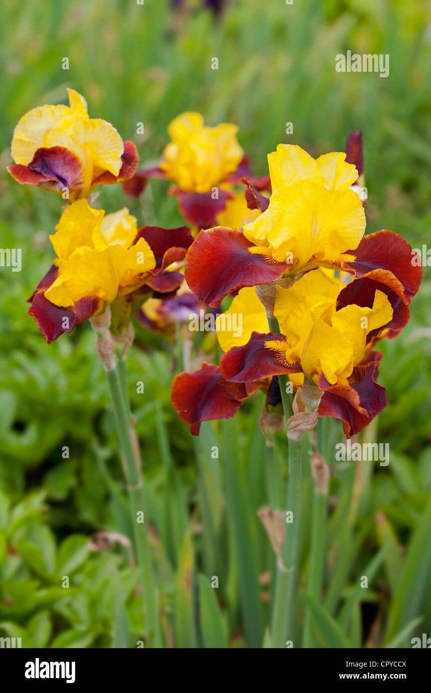 Iris Andalou, hoch bärtige Iridaceae Stockfoto