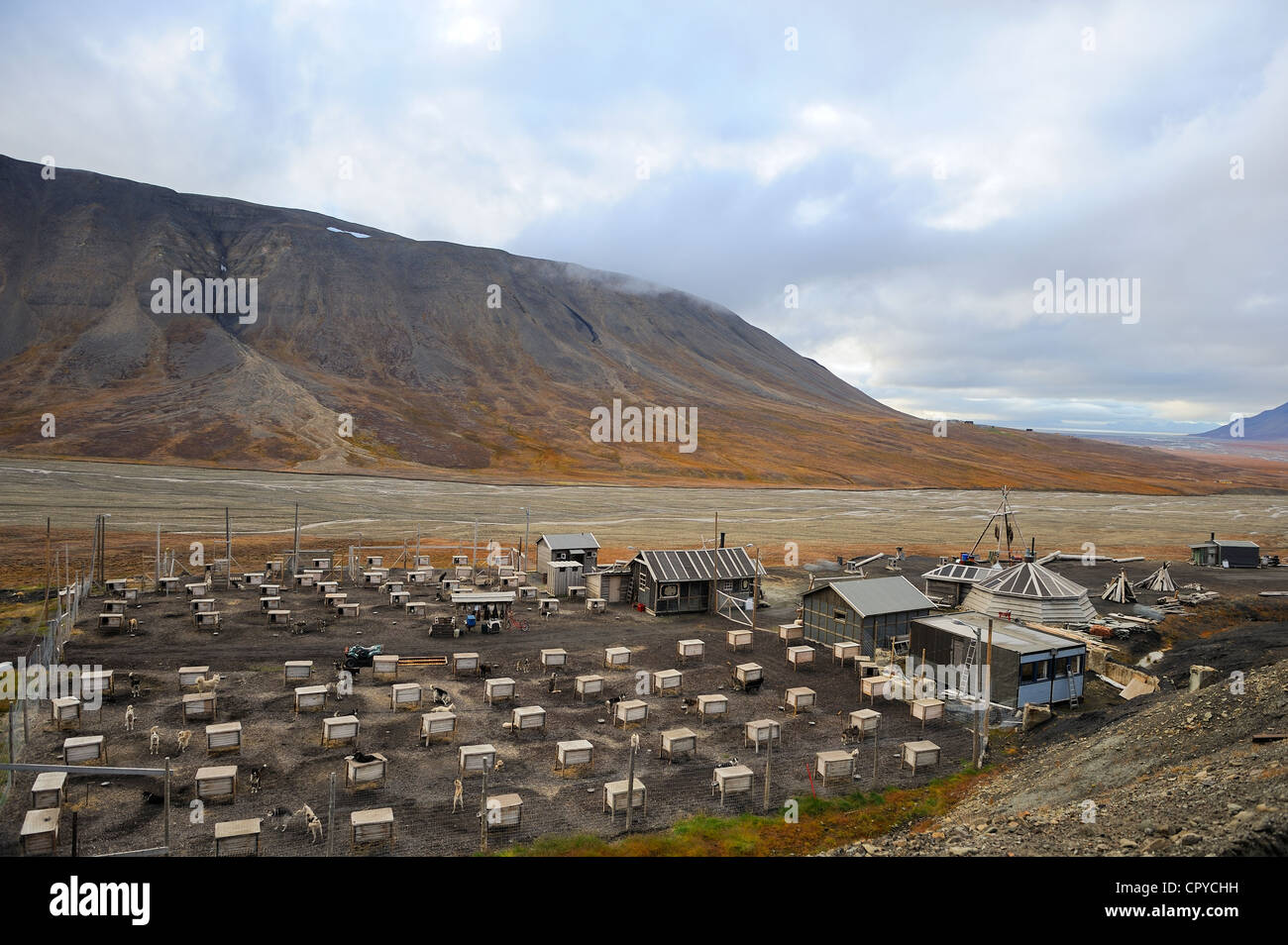 Norwegen, Svalbard (Spitzbergen), Longyearbyen, Schlittenhunde, Zucht Stockfoto