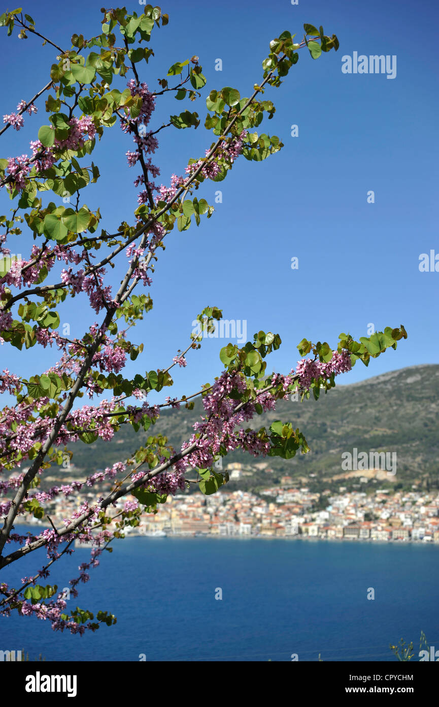 Judasbaum (Cercis Siliquastrum). Blick auf Vathy, Samos-Stadt, Insel Samos, Griechenland. - Stockfoto