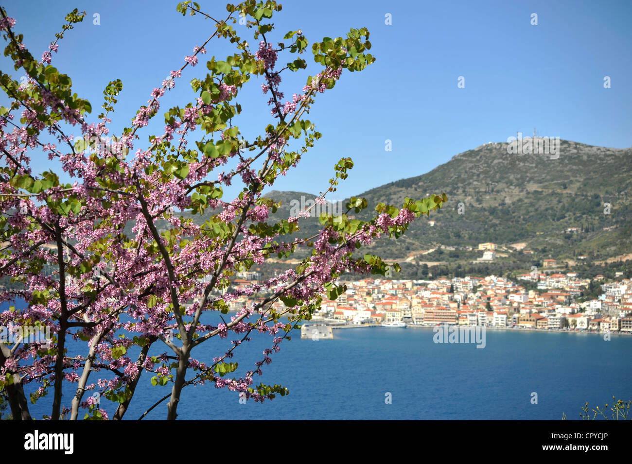 Judasbaum (Cercis Siliquastrum). Blick auf Vathy, Samos-Stadt, Insel Samos, Griechenland. - Stockfoto