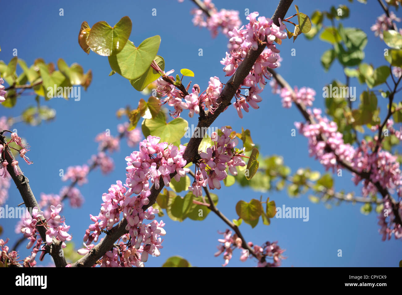 Judasbaum (Cercis Siliquastrum). - Stockfoto