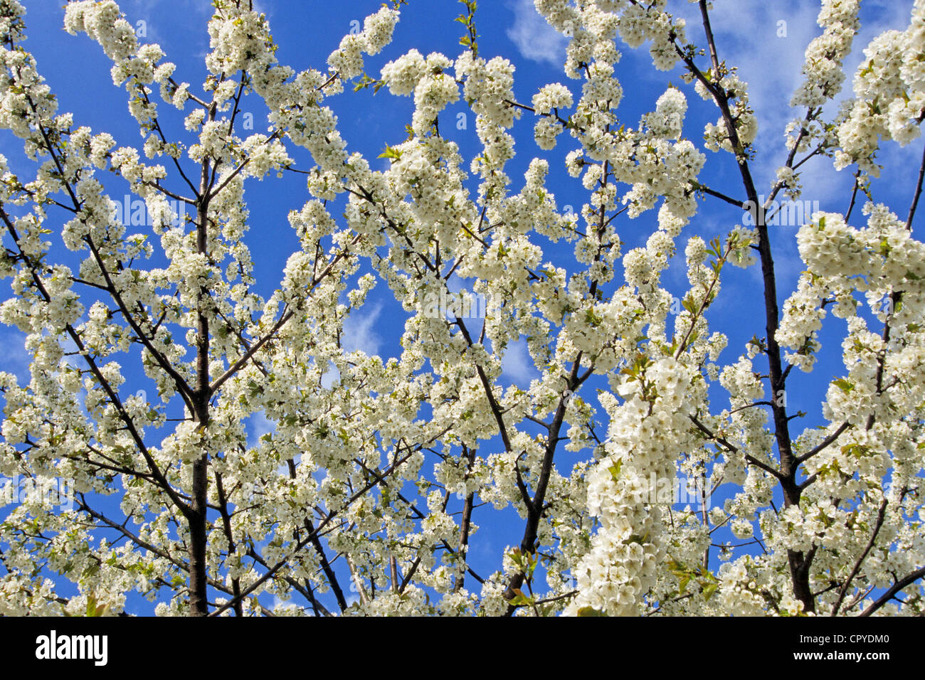 Frankreich, Seine et Marne, Provins, Kirschbäume in Blüte im Frühjahr Stockfoto