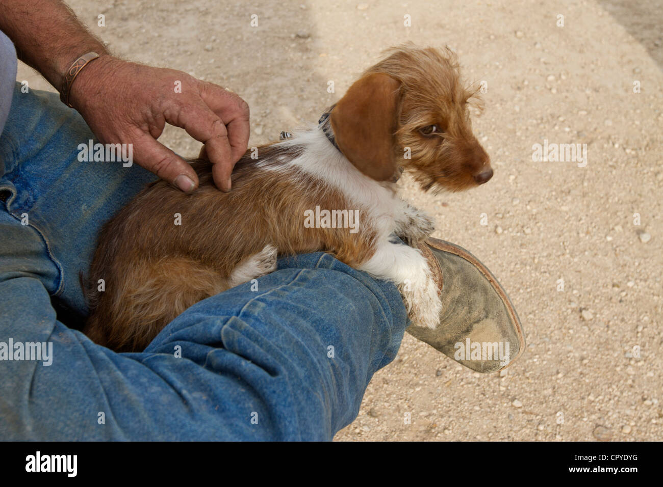Junge Dackel Hund. Die Rasse deutscher Herkunft, diente ursprünglich Dachse aus ihrer Pflastersteine Graben. Stockfoto