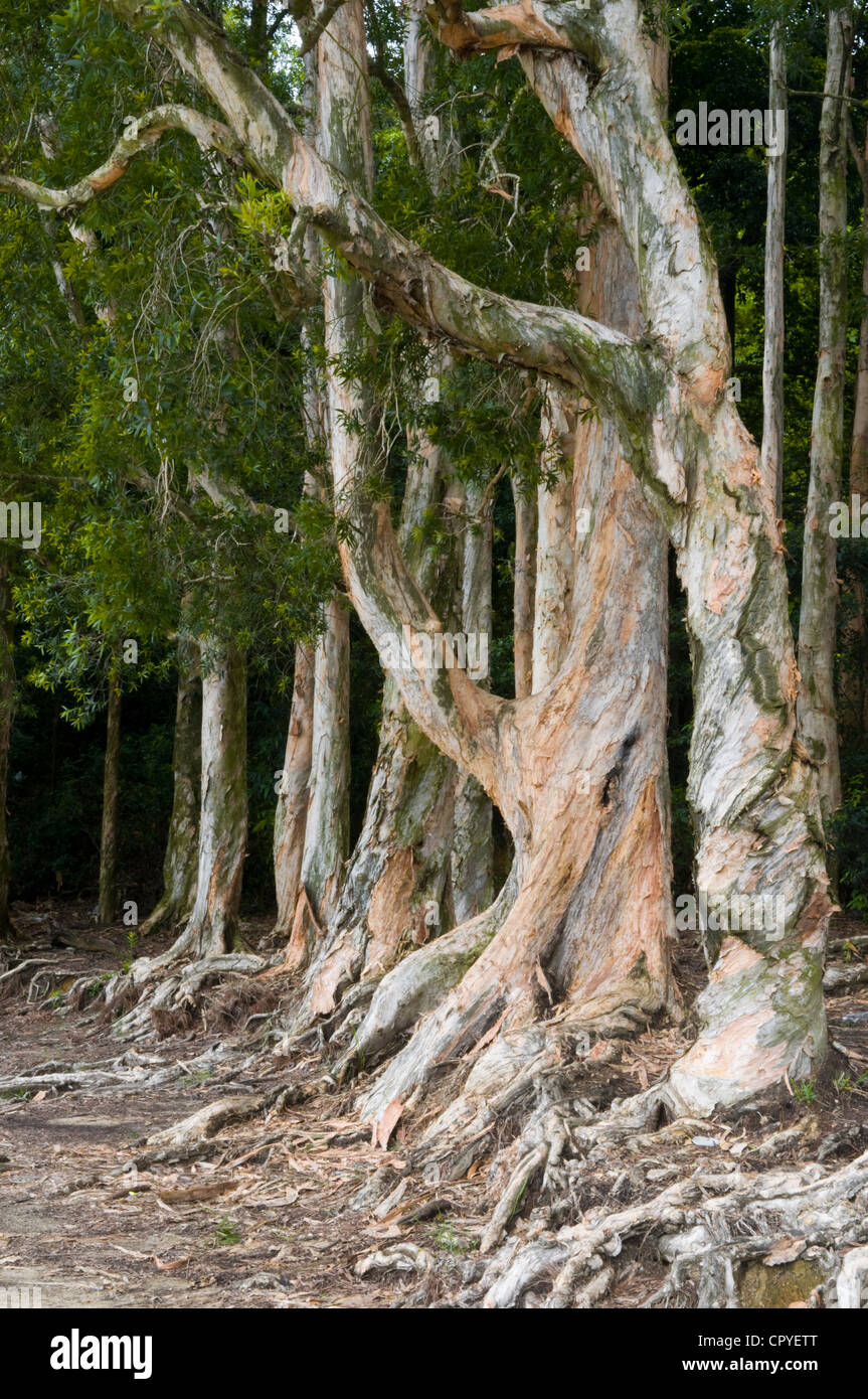 Papier-Rinde Baum (Melaleuca Quinquenervia) in Shing Mun Country Park Hong Kong. Stockfoto