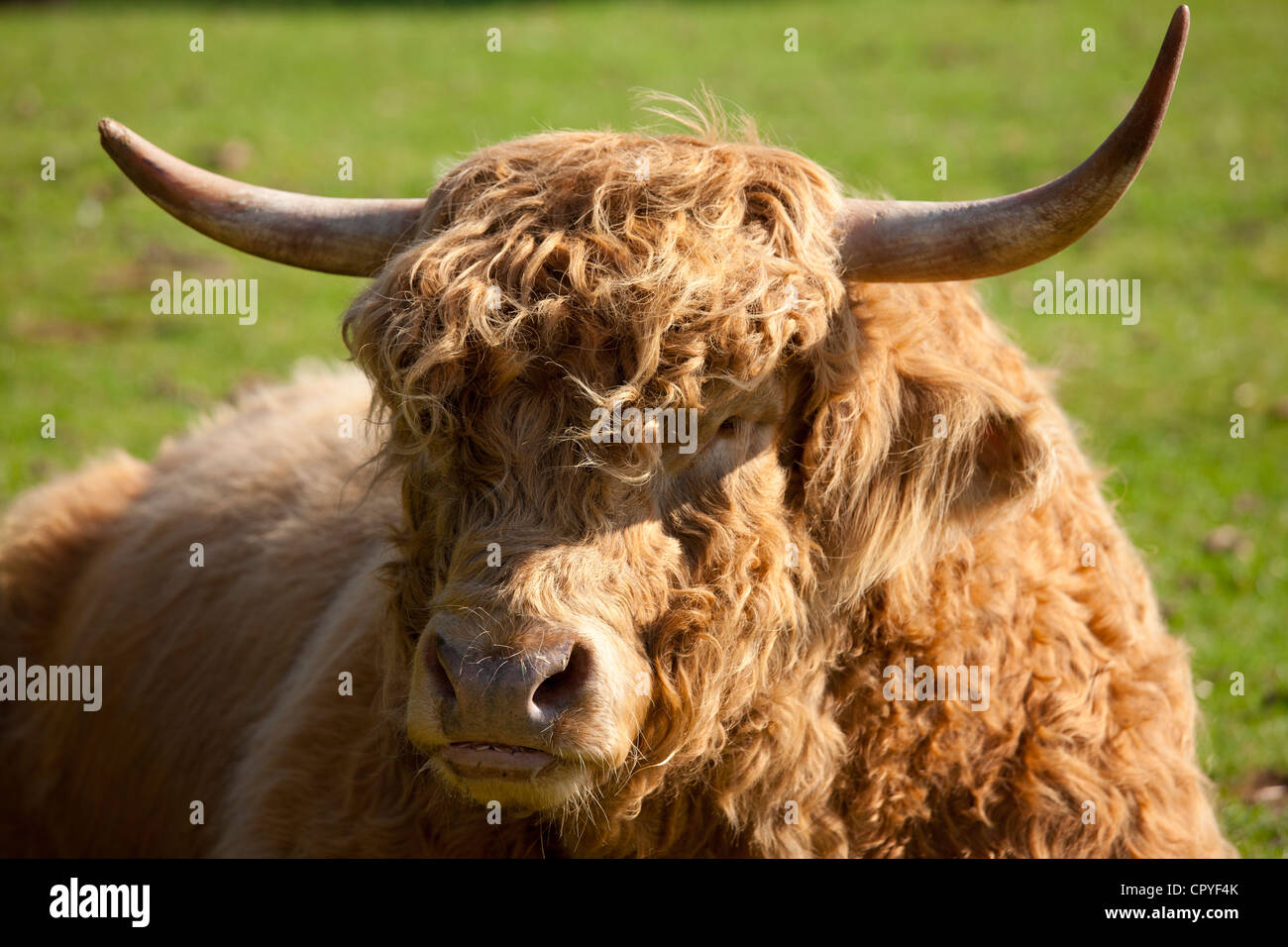 Hochlandrinder Bull im Cotswold Farm Park in Guiting Power in den Cotswolds, Gloucestershire, UK Stockfoto