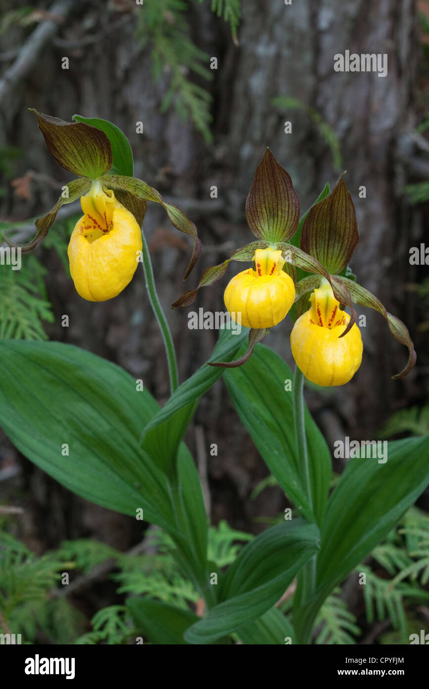 Große gelbe Frauenschuh Orchidee Cypripedium Calceolus Vielzahl Pubescens Michigan USA Stockfoto