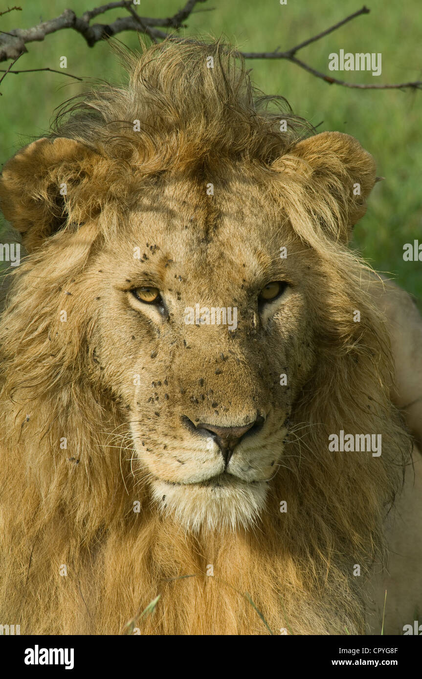 Schuss in den Kopf des Löwen Stockfoto