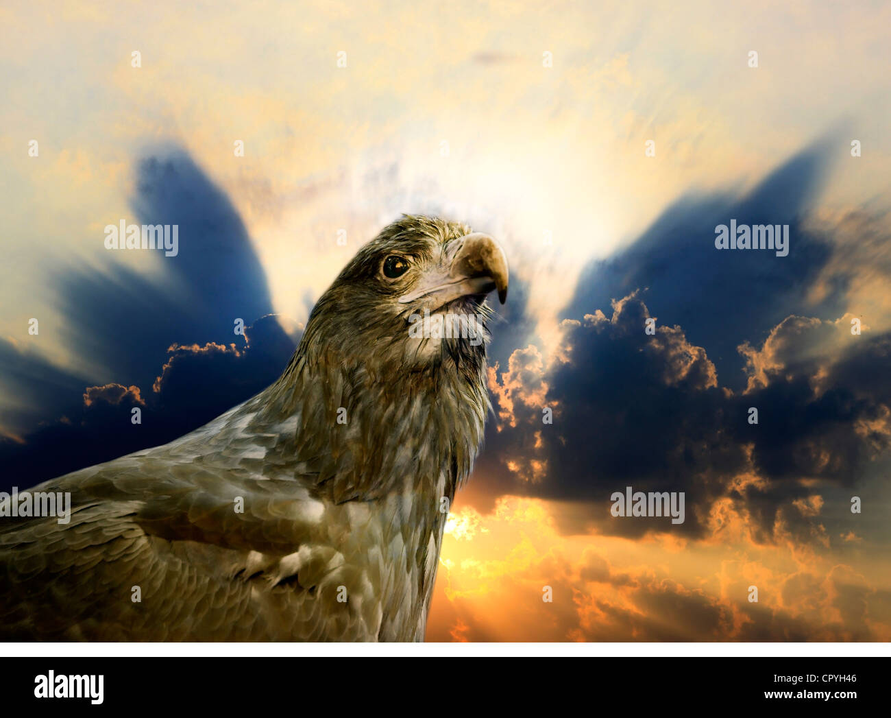 Adler von Freiheit und Sonnenuntergang Stockfoto