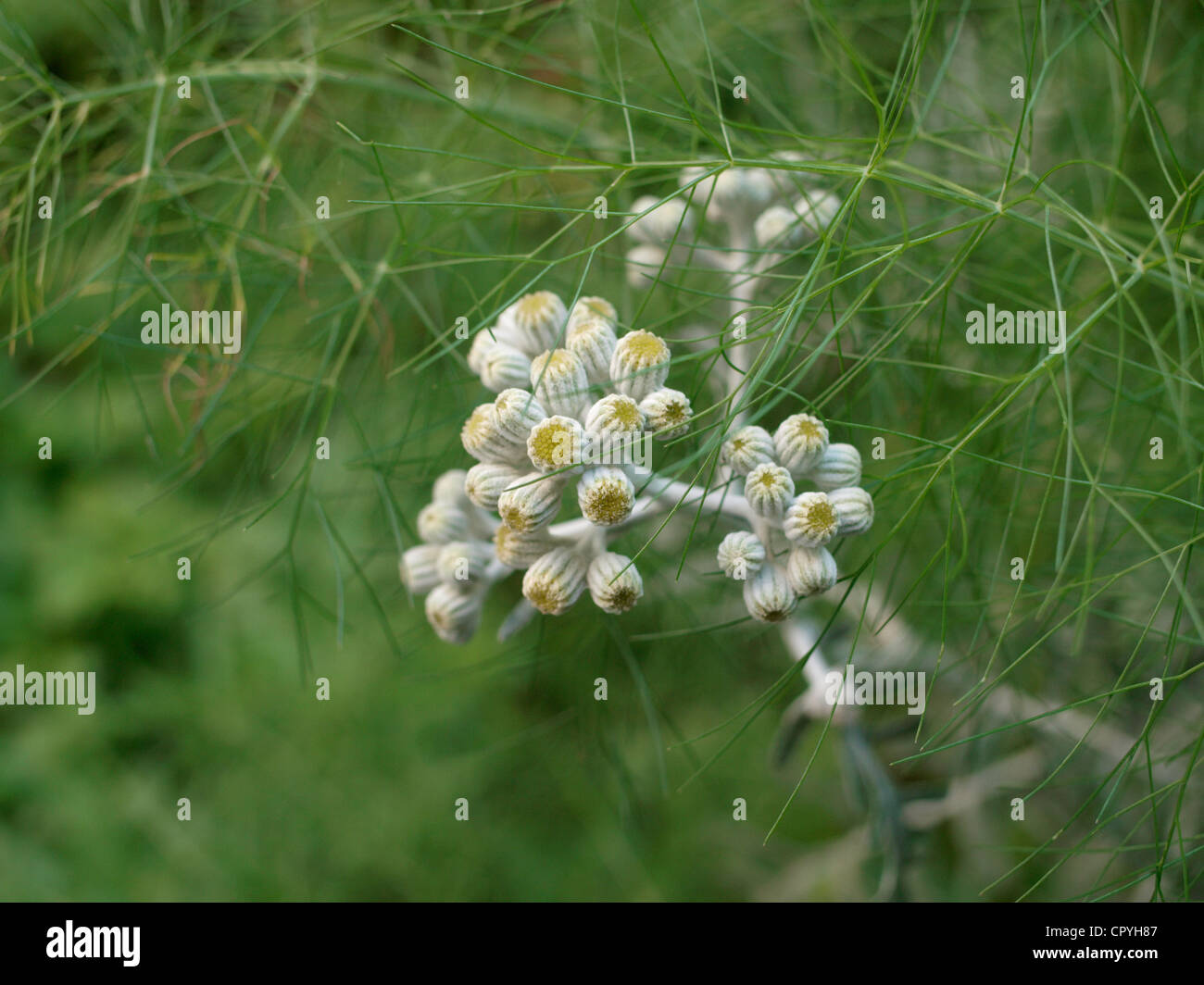 Gelbe Knospen graue Anlage - Silber-Kreuzkraut (Senecio Aschenpflanze), unter anderen Grünpflanzen Stockfoto