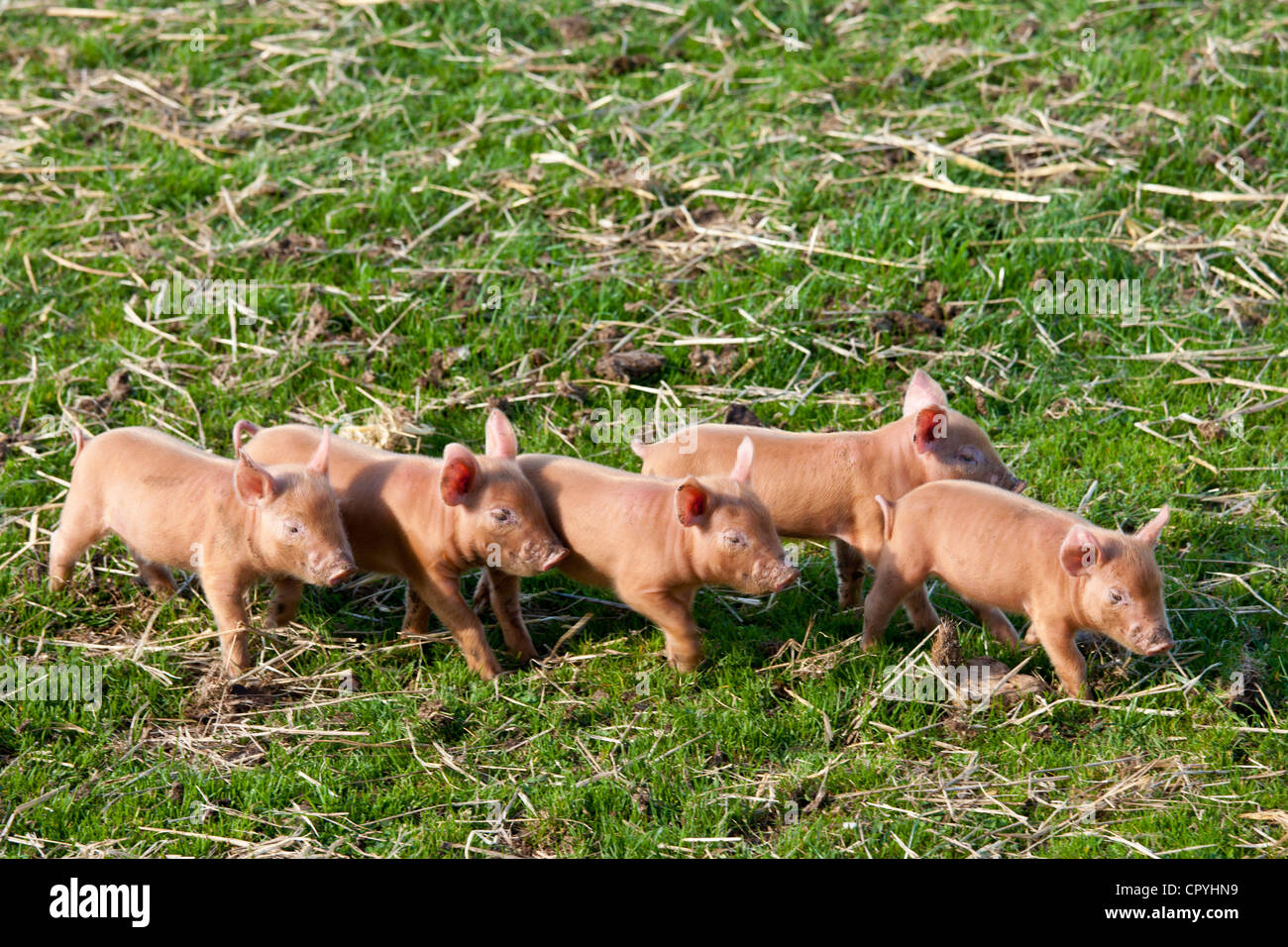 Tamworth Ferkel im Cotswold Farm Park in Guiting Power in den Cotswolds