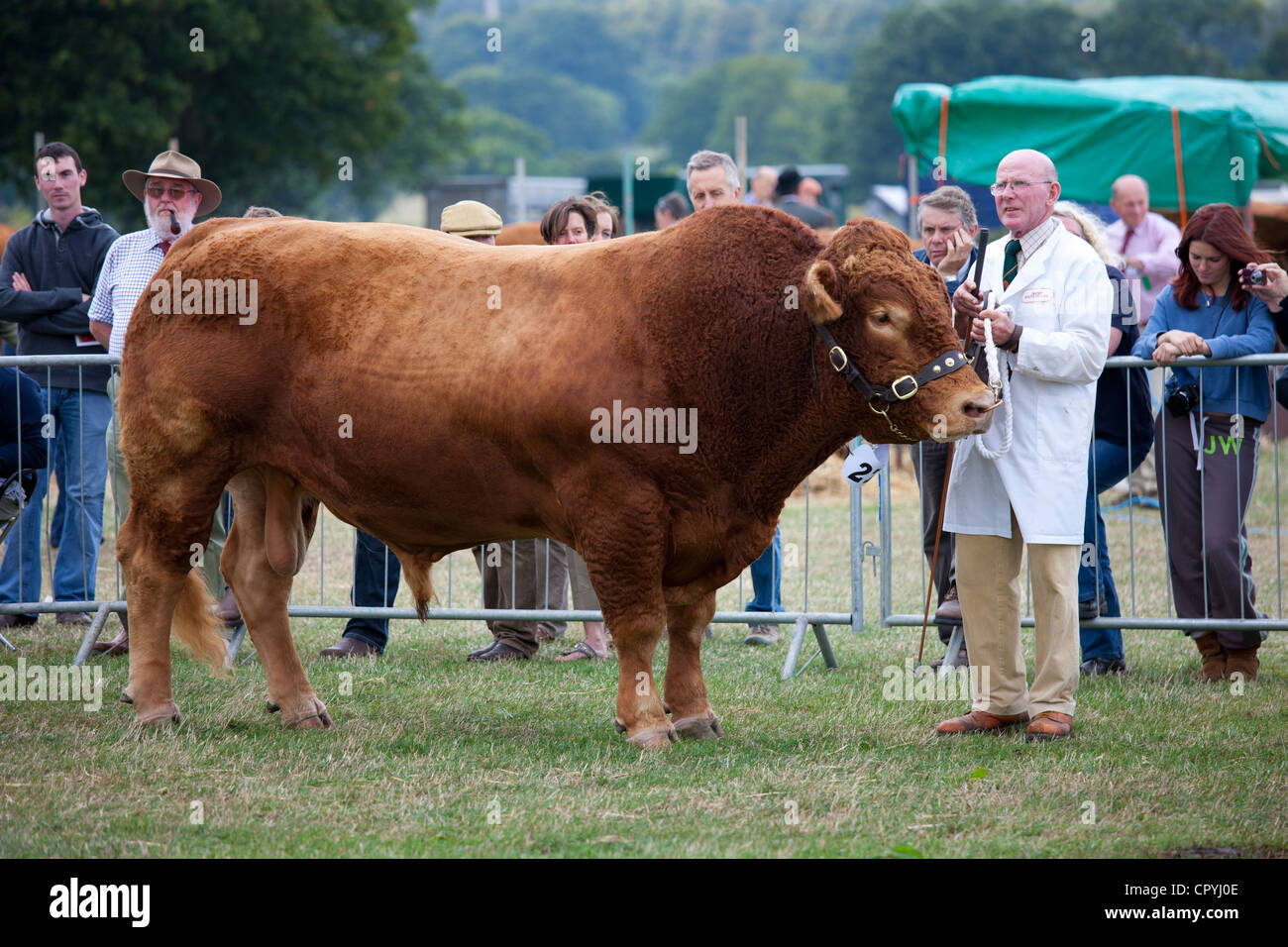 South Devon Bull auf Moreton, landwirtschaftliche Veranstaltung in Moreton in Marsh Showground, Cotswolds, Gloucestershire, Großbritannien Stockfoto