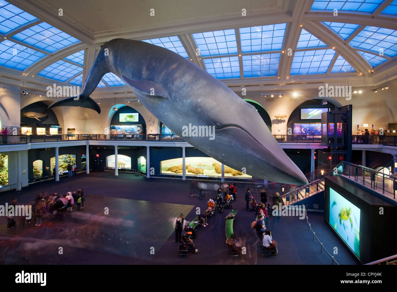 Vereinigte Staaten, New York, American Museum of Natural History Stockfoto