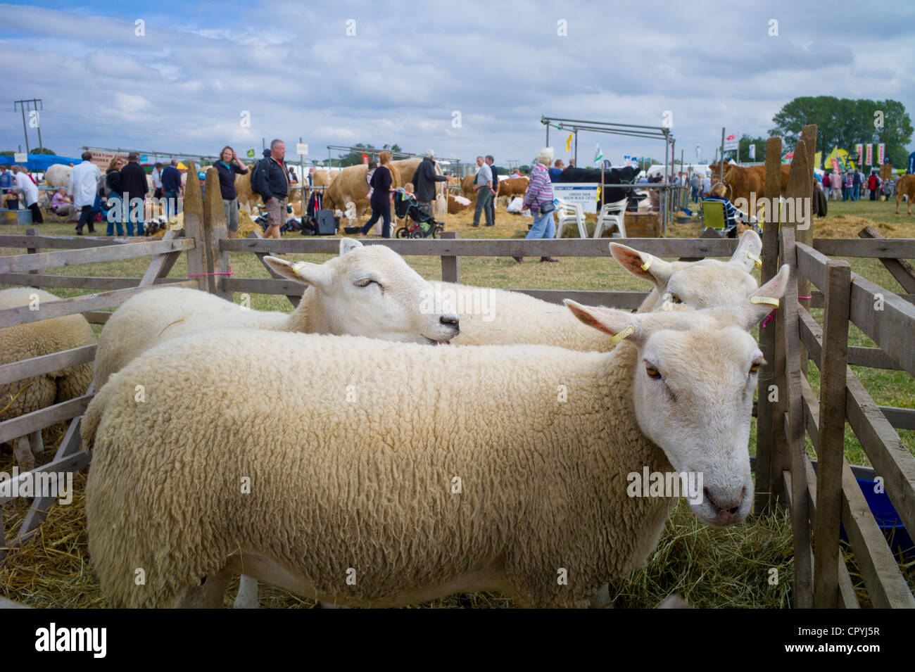 Schafe auf Moreton, landwirtschaftliche Veranstaltung in Moreton in Marsh Showground, Cotswolds, Gloucestershire, Großbritannien Stockfoto