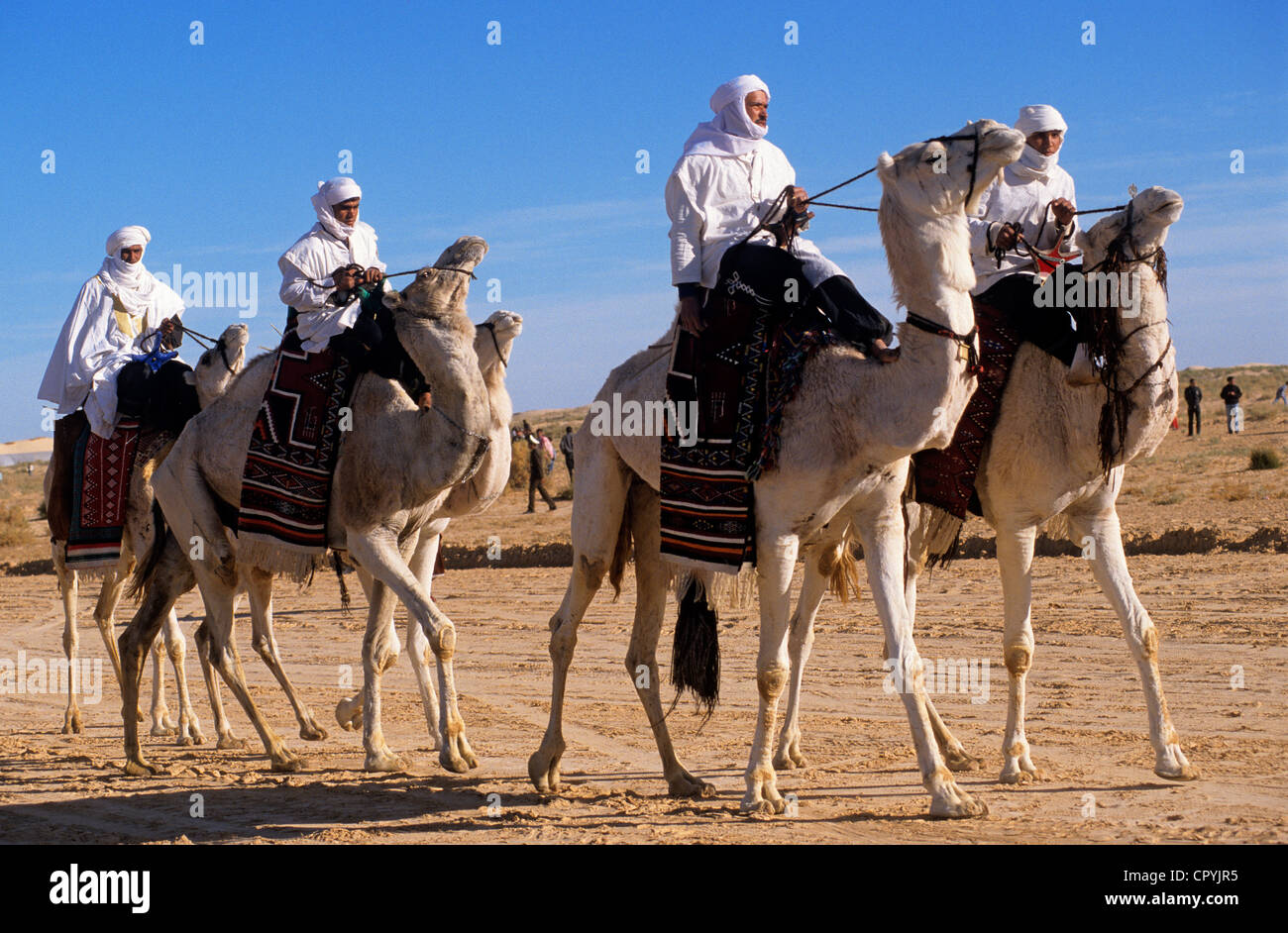 Tunesien, Kebili Governorate, Douz, Desert Festival, Kamele Rennen, Tuareg, die weißen Meharis, reines Blut Kamel reiten Stockfoto
