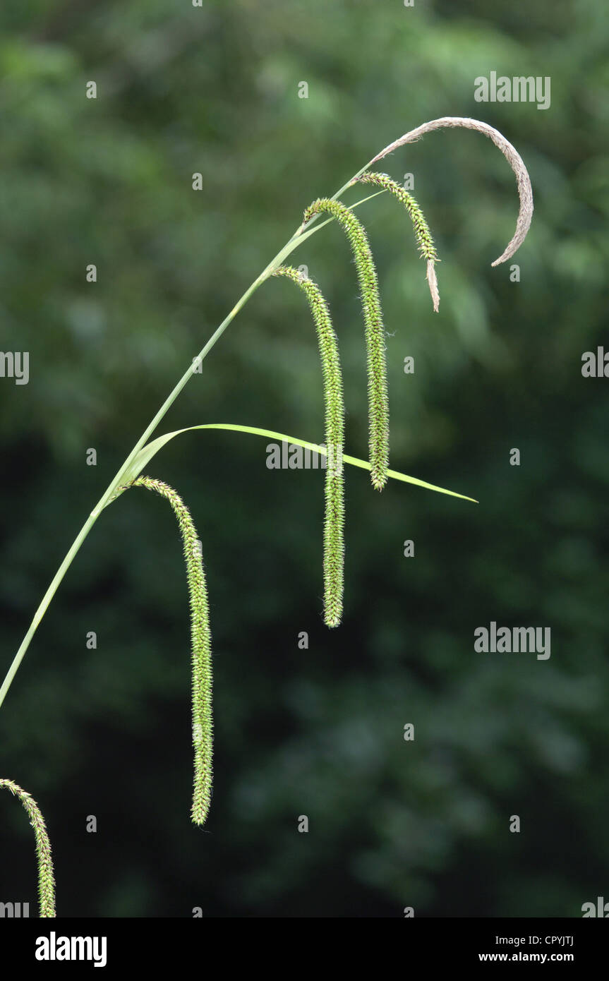 HÄNGENDE SEGGE Carex Pendel (Cyperaceae) Stockfoto