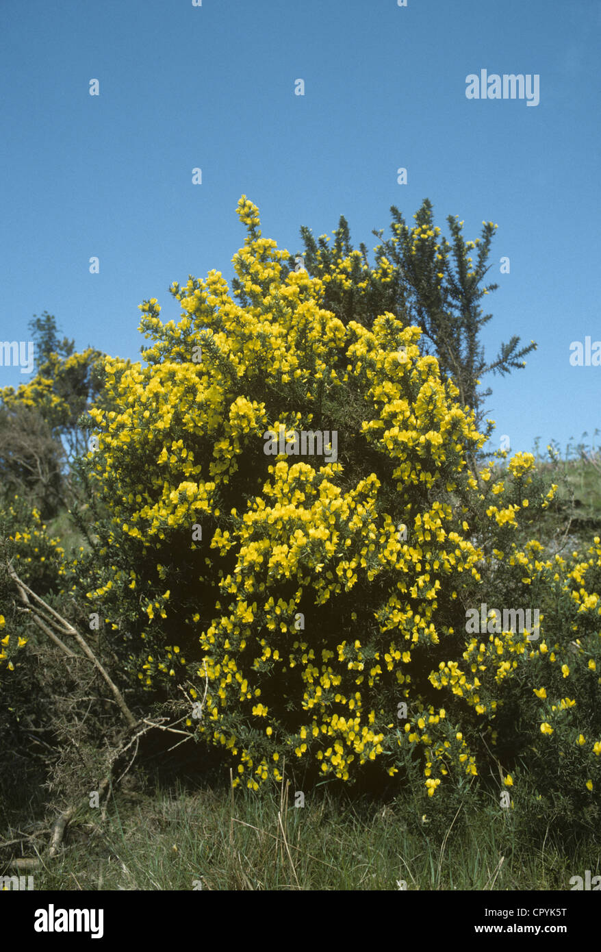 Ginster Ulex Europaeus (Fabaceae) Stockfoto