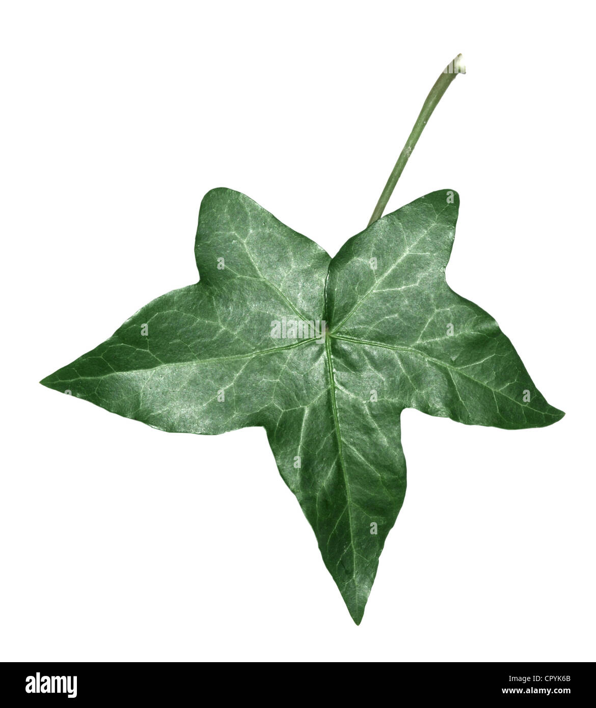 IVY Hedera Helix (Araliaceae) Stockfoto