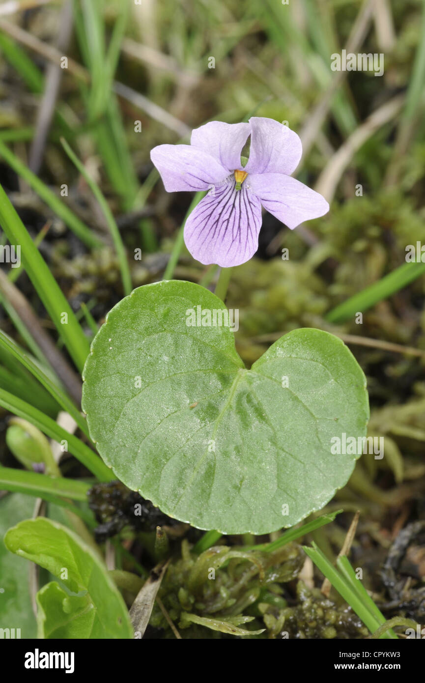 Sumpf-VEILCHEN Viola Palustris (Violaceae) Stockfoto