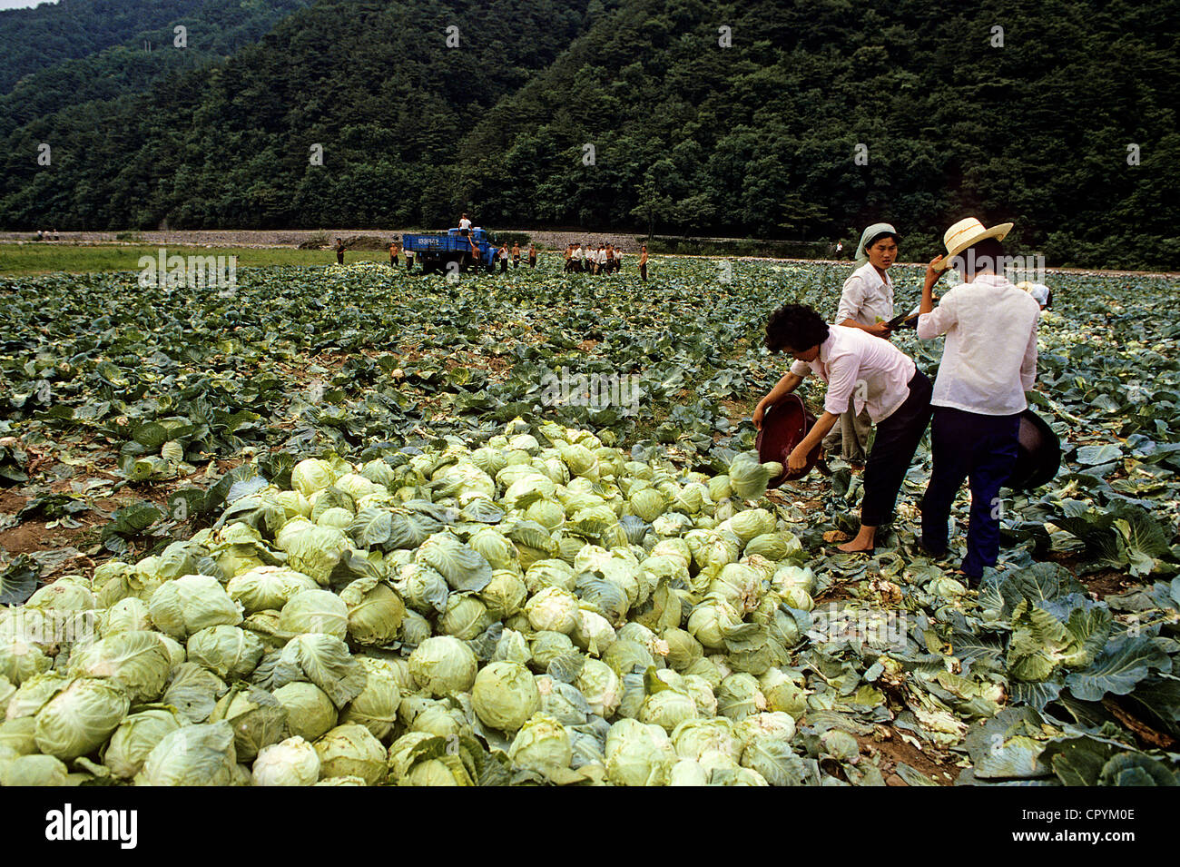Nordkorea, Myohyang, Abholung der Kohl Stockfoto