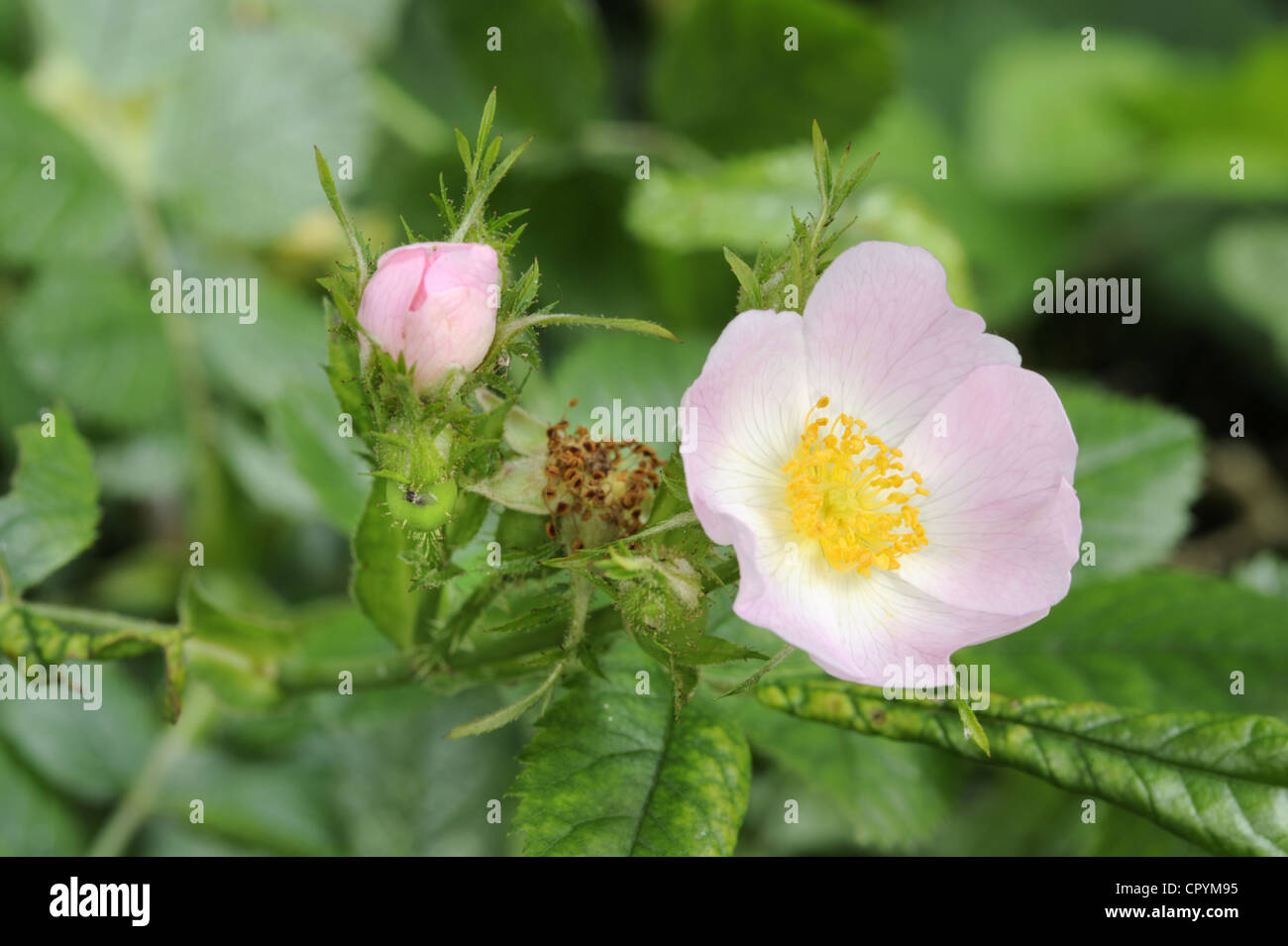 Kleine Blumen Sweet Briar Rosa micrantha Stockfoto