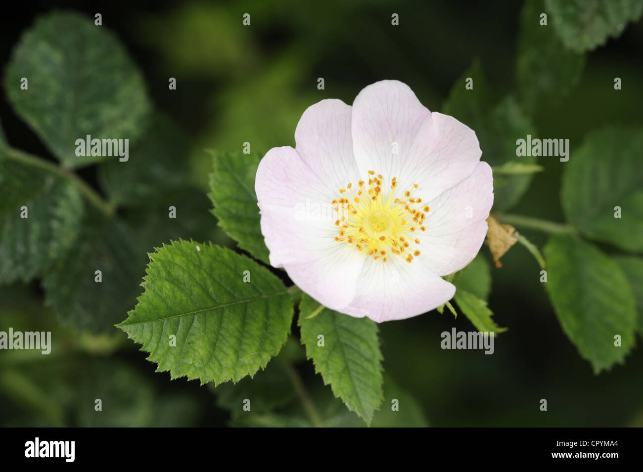 Kleine Blumen Sweet Briar Rosa micrantha Stockfoto