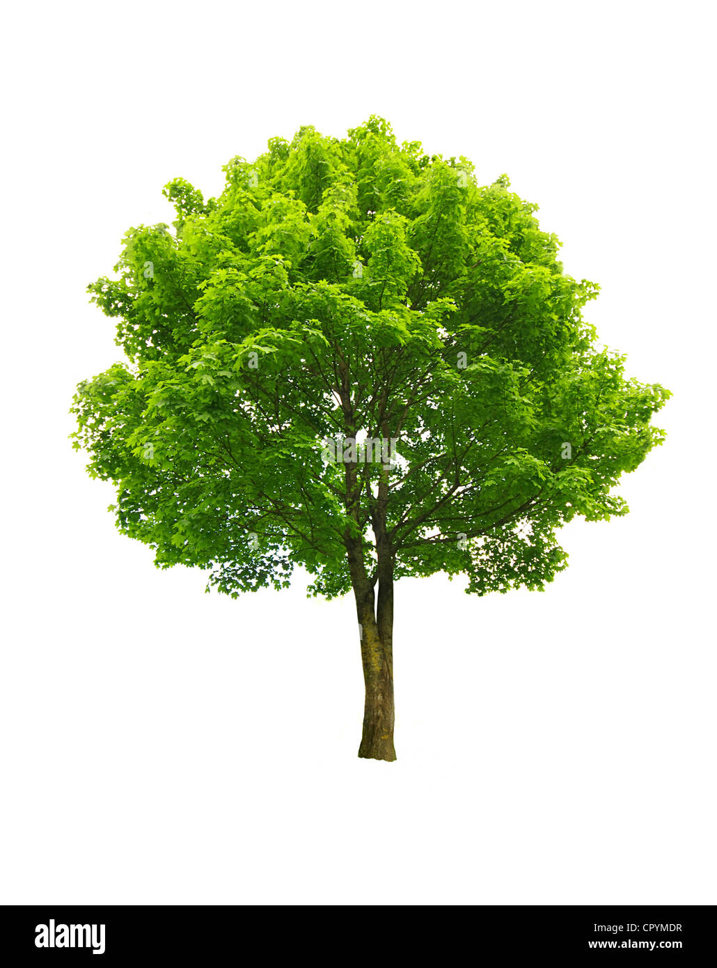 frischer grüner Baum isoliert auf weiss Stockfoto