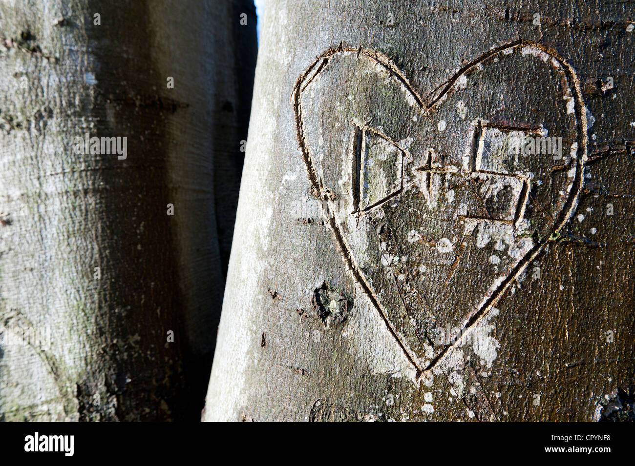 Baum mit einem geschnitzten Herzen und die Buchstaben D und S, Stuttgart, Baden-Württemberg, Deutschland, Europa Stockfoto