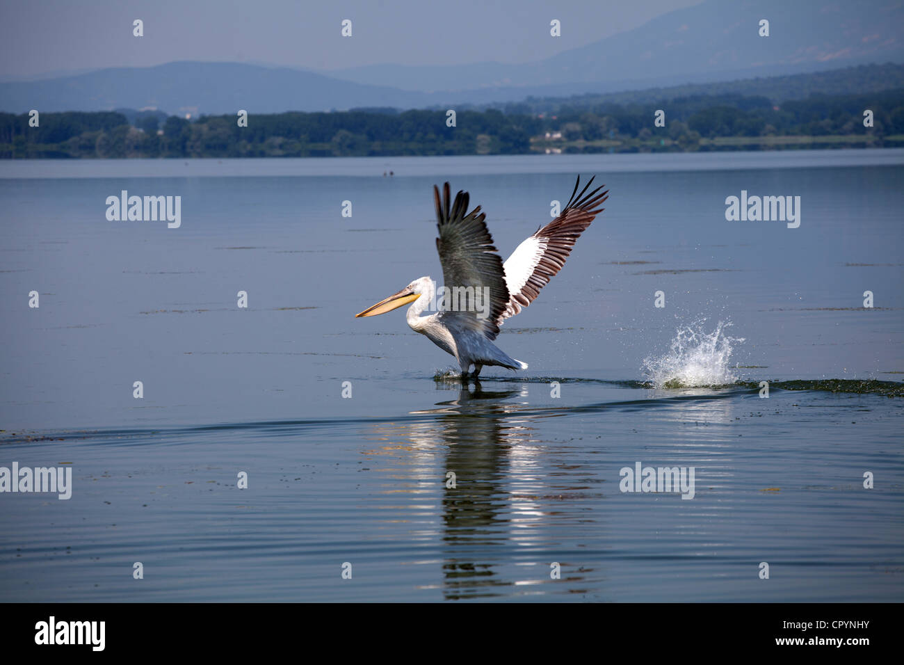 Vogel fliegt im Kerkini-See, Griechenland Stockfoto