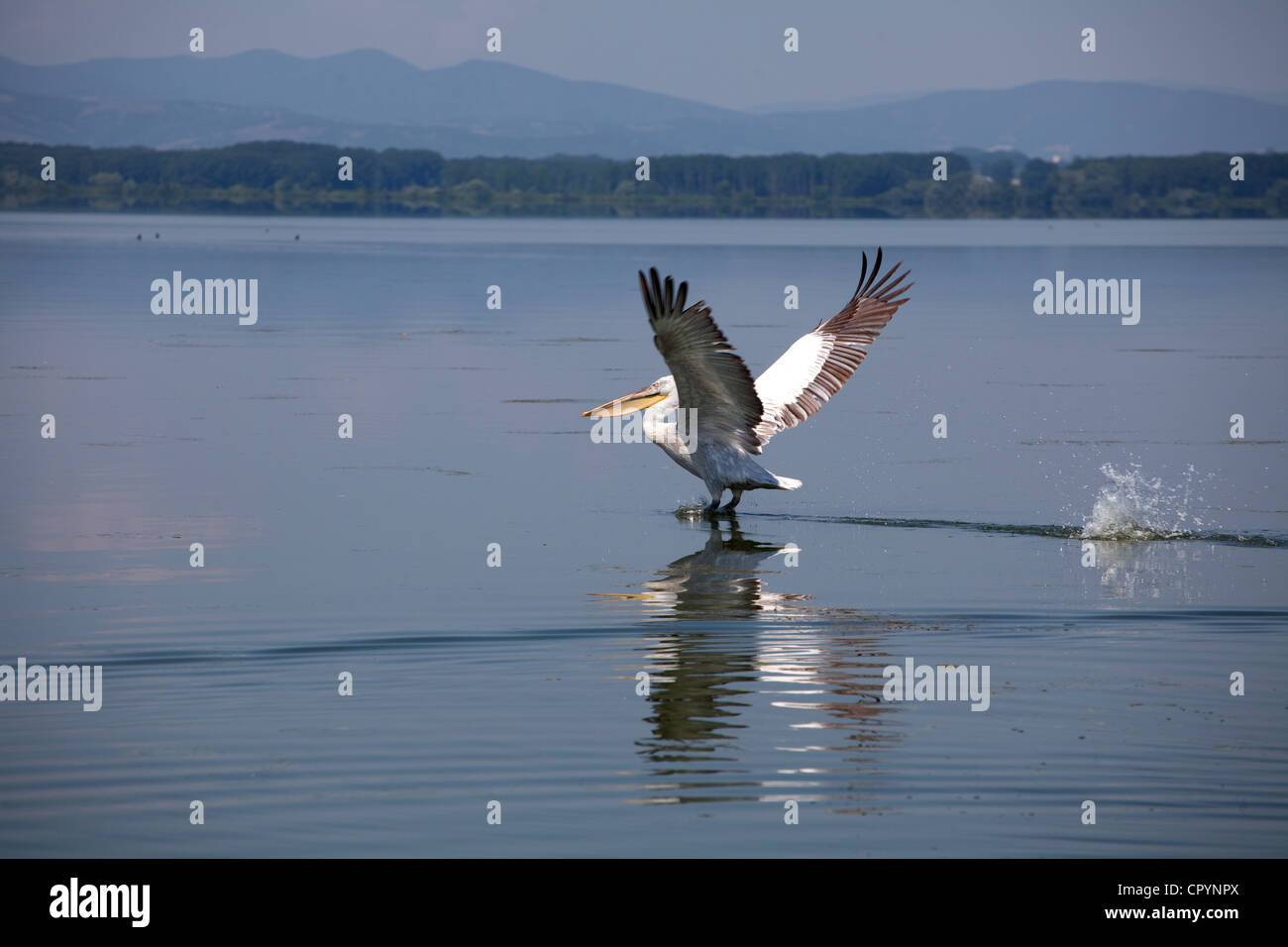 Vogel fliegt am Kerkini-See, Griechenland Stockfoto