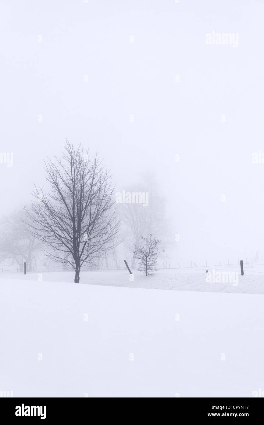 Bäume, verschneite Winterlandschaft im Nebel, Belmicke, Bergneustadt, Oberbergischer Kreis, Nordrhein-Westfalen Stockfoto