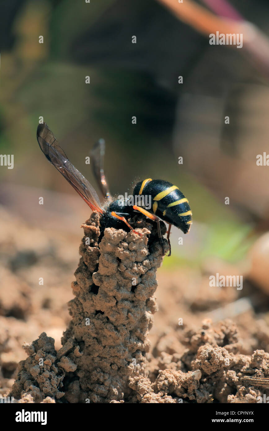 Stachelige Mason Wasp (Odynerus Spinipes) Stockfoto