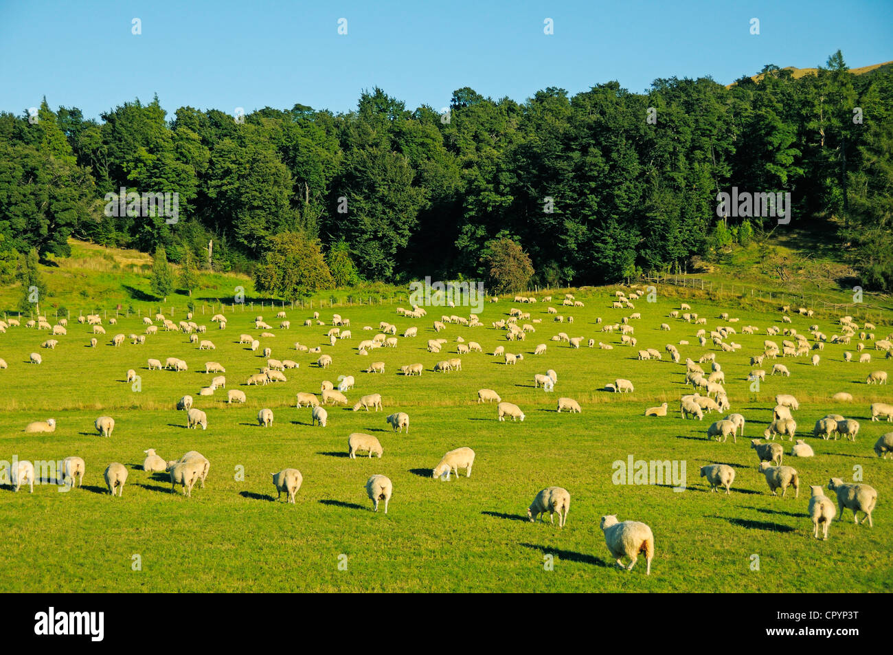 Schafherde auf der Alpensüdseite, Südinsel, Neuseeland Stockfoto