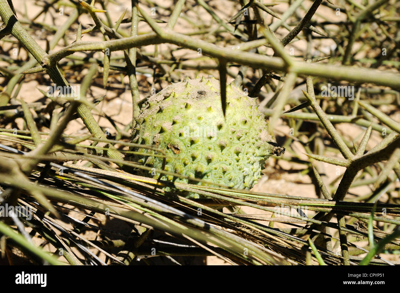 Nara-Frucht, Nara-Melone (Acanthosicyos Horridus), Nationalpark, Teil des namibischen Skeleton Coast National Park Stockfoto