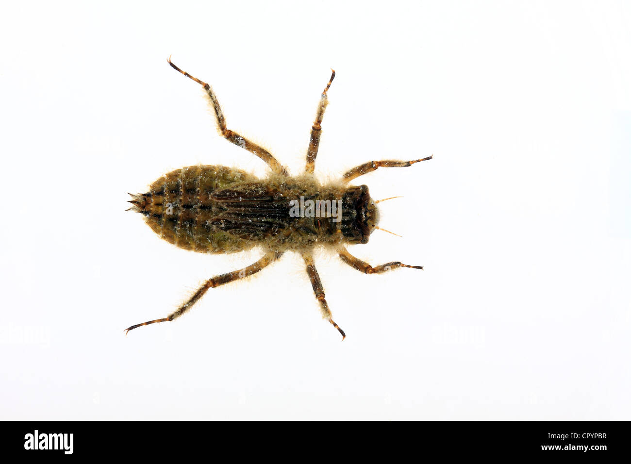 Libelle-Larve des th breit-bodied Chaser (Libellula Depressa) Stockfoto