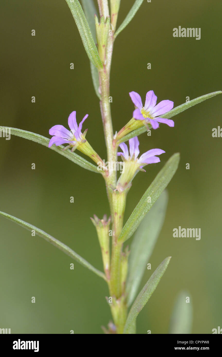 GRASS-POLY Lythrum Hyssopifolium (Lythraceae) Stockfoto