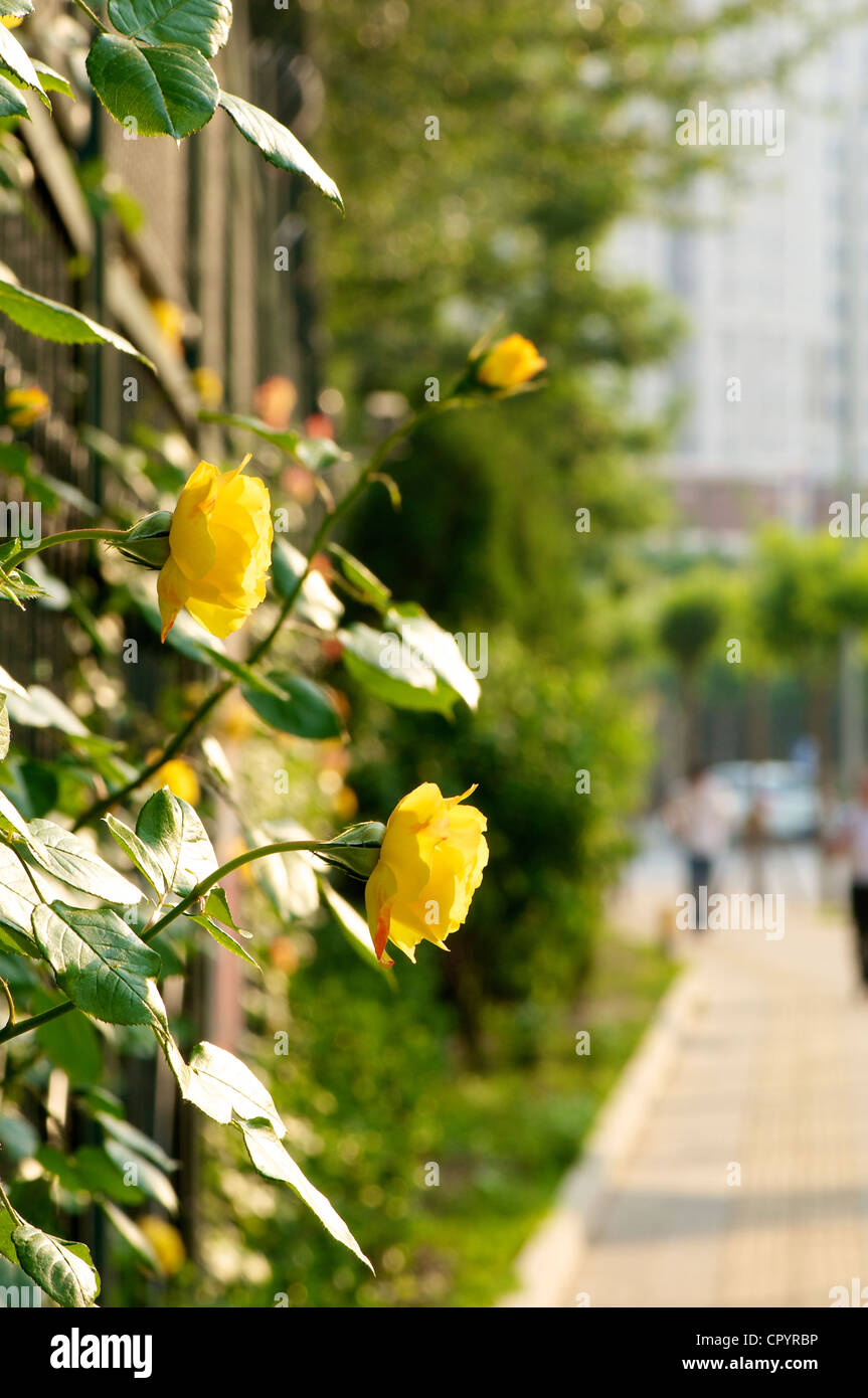 Chinesische Rose Blume blühte in einem Frühlingsgarten Stockfoto